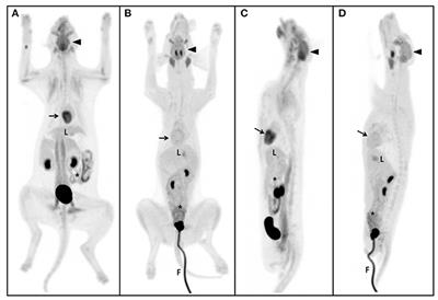 Characteristics of Physiological 18F-Fluoro-2-Deoxy-D-Glucose Uptake and Comparison Between Cats and Dogs With Positron Emission Tomography